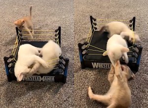 Trio of Kittens Wrestle Inside and Outside Ring
