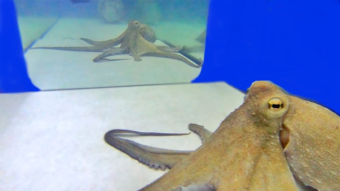 Arnold the Octopus Reflection