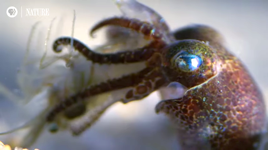 Baby Cephalopods First Moments