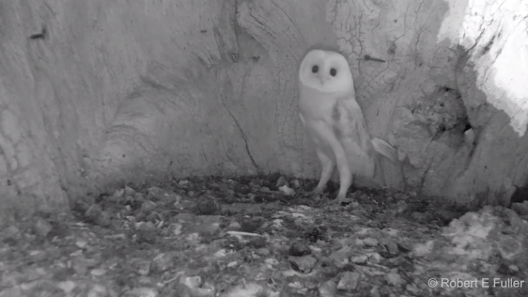 Barn Owl Baby Hears Thunder for First Time