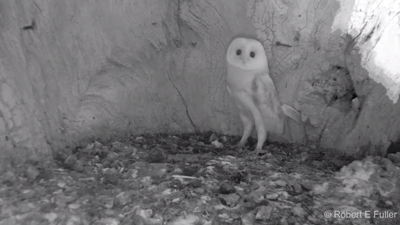 Barn Owl Baby Hears Thunder for First Time
