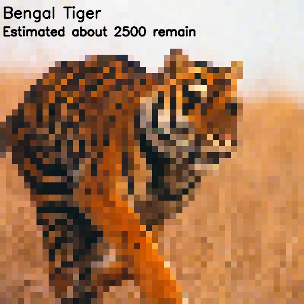 Bengal-Tiger.jpg