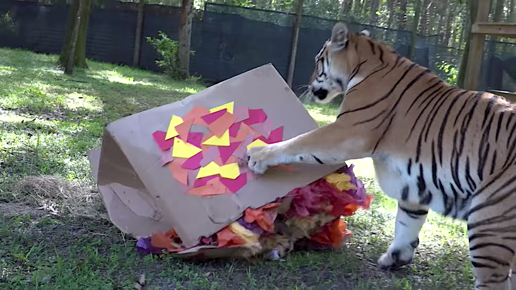 Big Cats vs Big Box