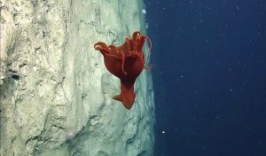 Big Red Octopus Orbits Around Lunar Underwater Wall