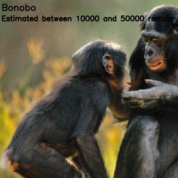 Bononbo