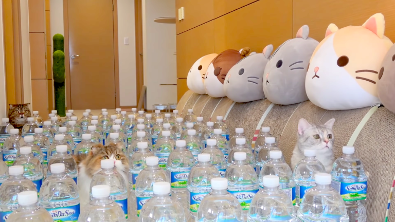 Cats Hallway Bottle Maze