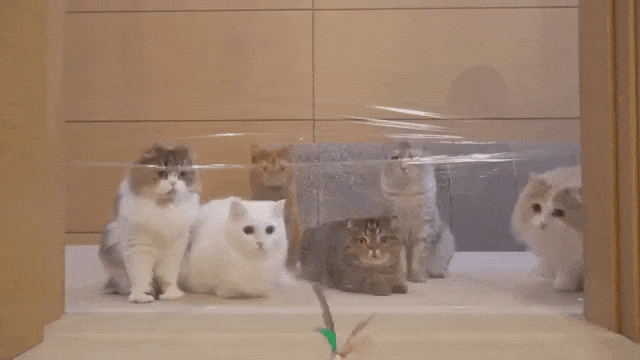 Cats Invisible Wall