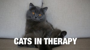 Cats in Therapy Ze Frank