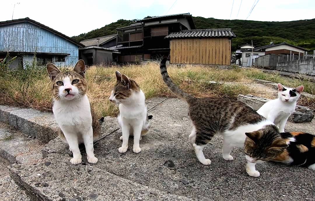 Cats on Cat Island