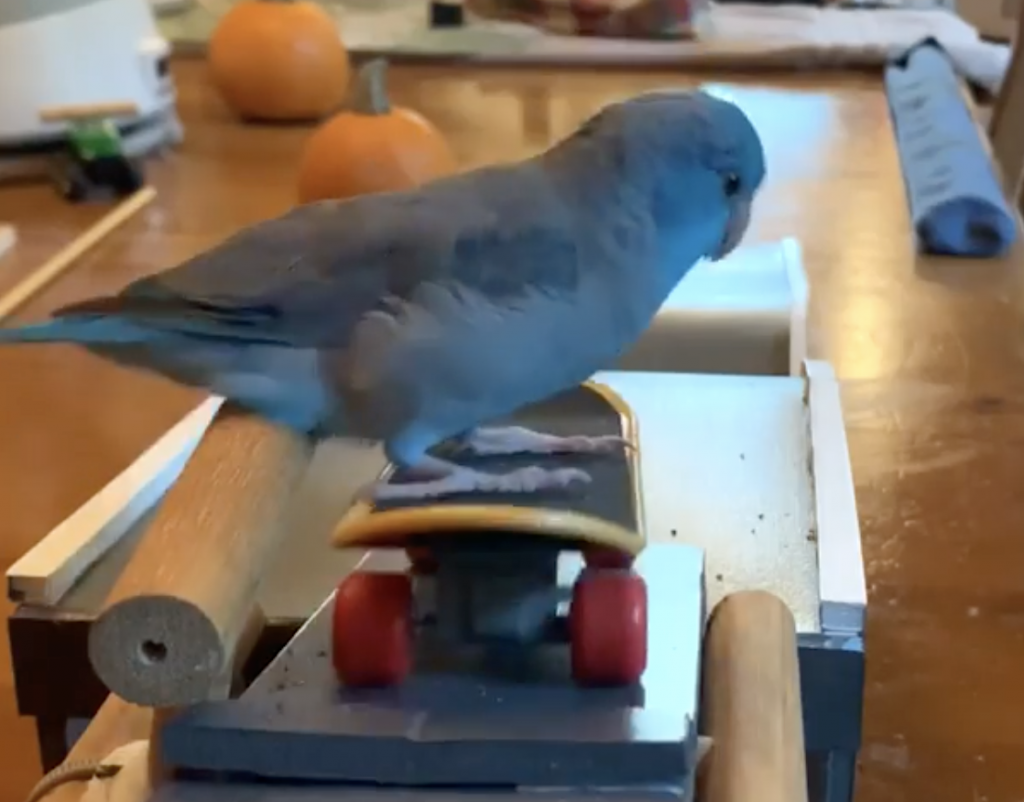 Charlie-Parrotlet-Rides-Skateboard-Down-