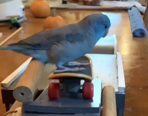 Charlie Parrotlet Rides Skateboard Down Ramp