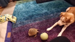 Dog and Tortoise Play