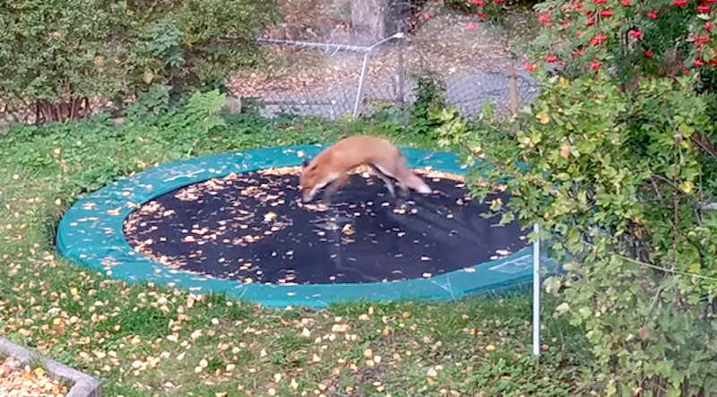 Fox-Pounces-on-Trampoline.png