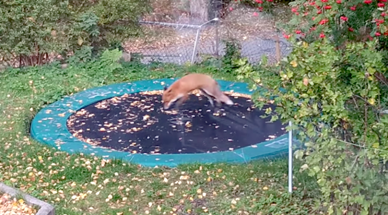 Fox Pounces on Trampoline