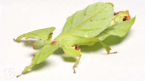 Giant Leaf Insect