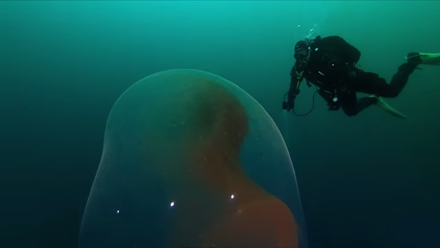 Giant-Squid-Egg-Sac.png