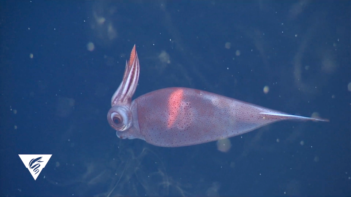 Glass Squid Changing Color
