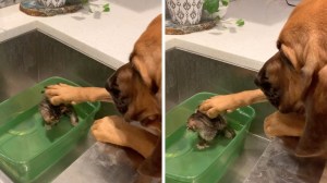 Hound Dog comforts foster kitten in bath