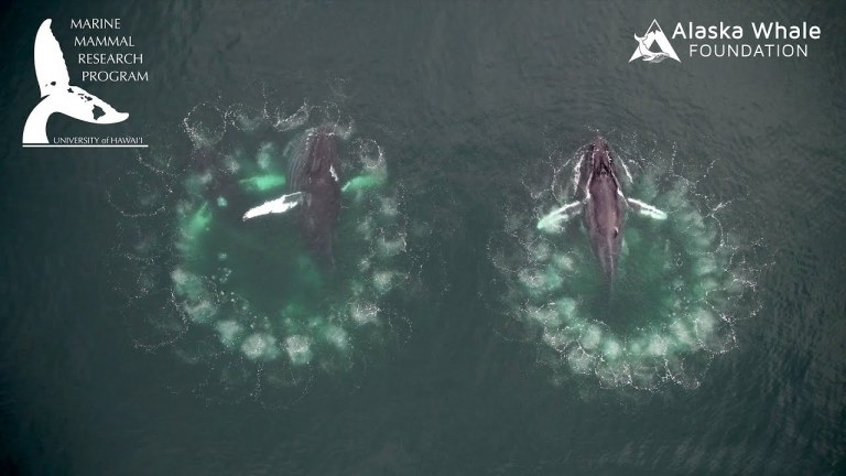 Humpback Whale Bubble Nets