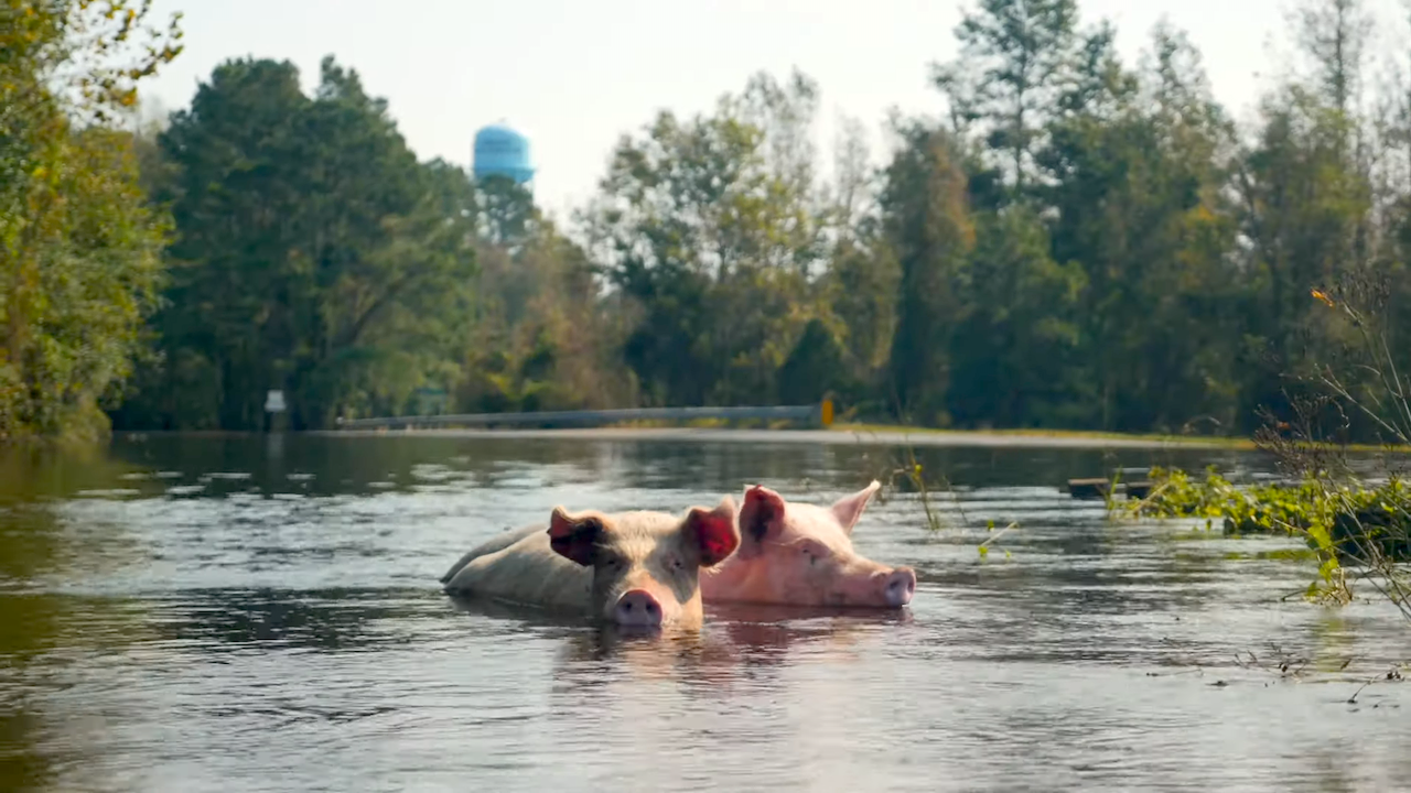 Hurricane-Animal-Rescue.png