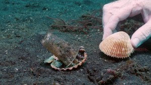 Octopus Shell