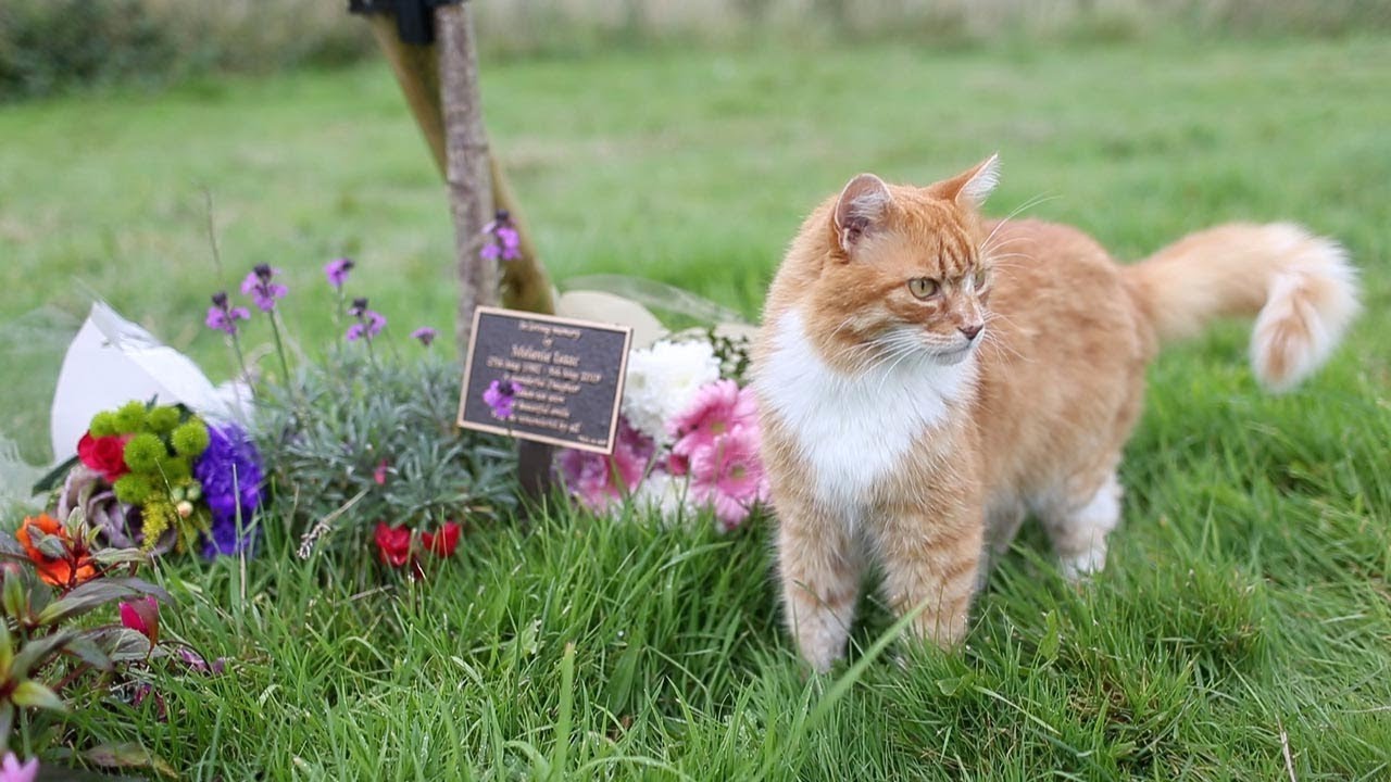 Paddy-the-Funeral-Cat.jpg