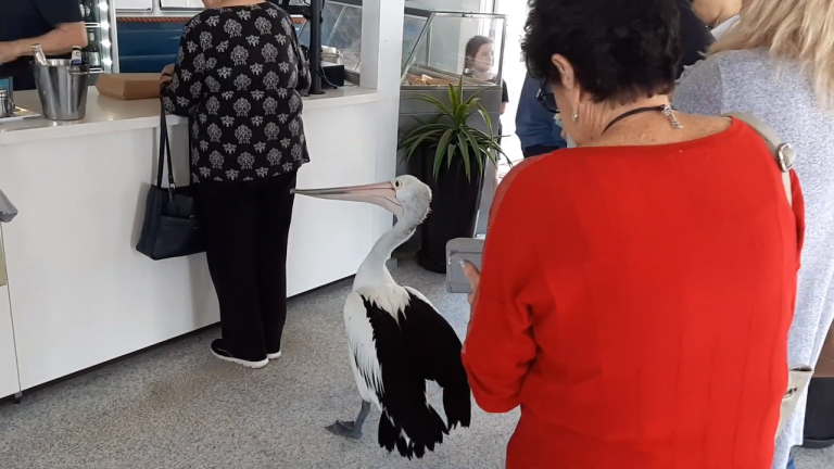 Pelican Waiting in Line for Fish and Chips