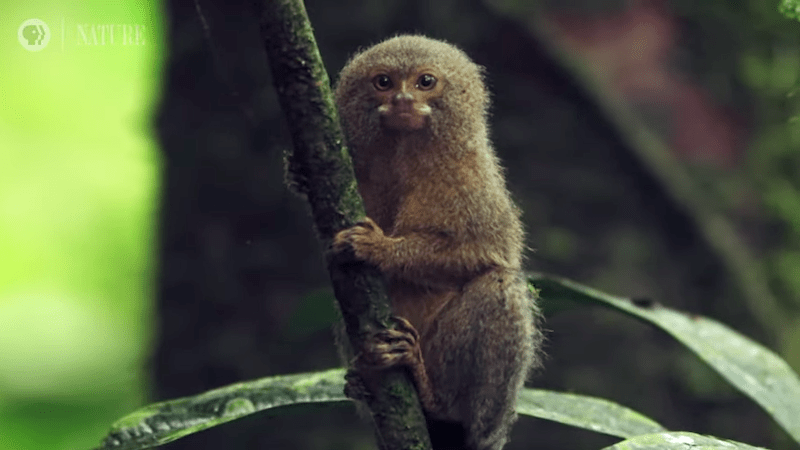 Pygmy Marmoset World Smallest Monkey