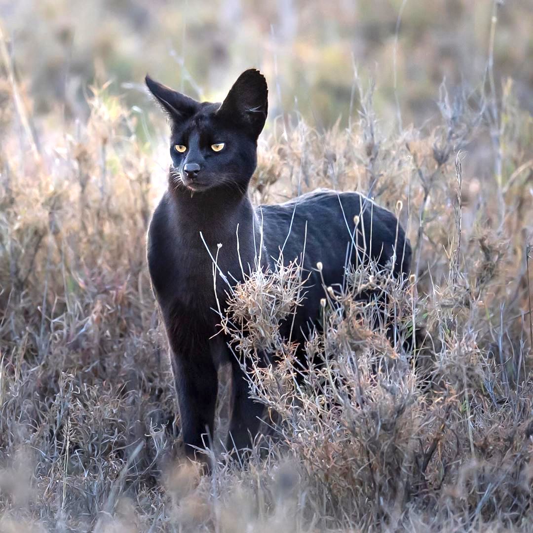 Rare Black Serval