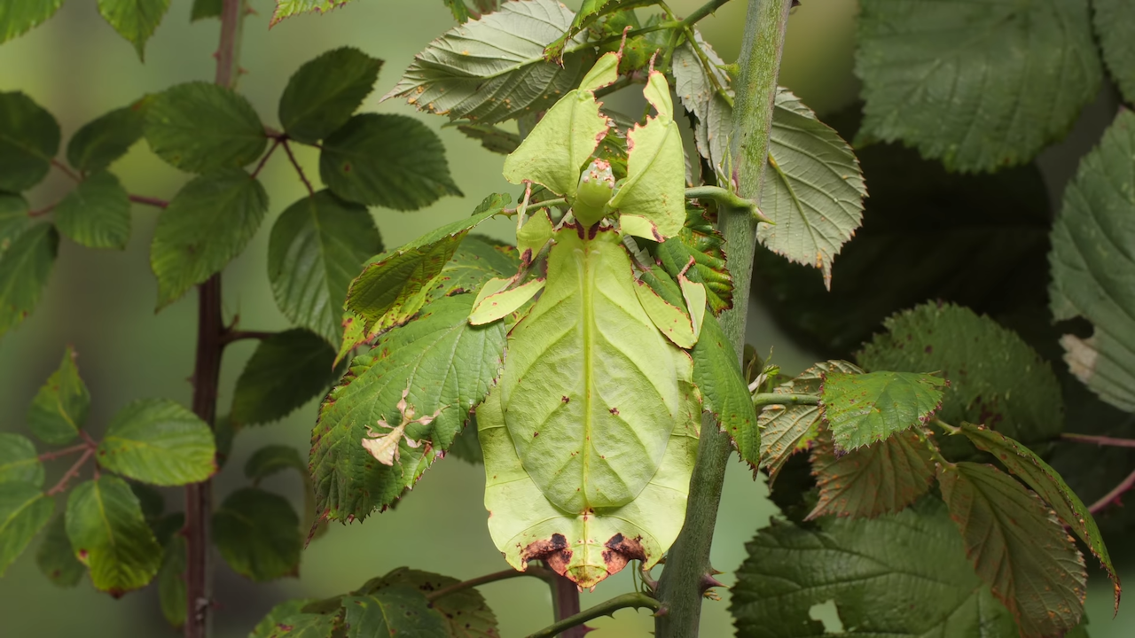 Shimmying-Leaf-Insect.png