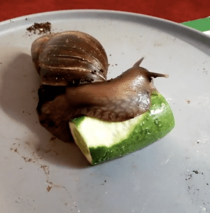 Snail Cucumber Timelapse