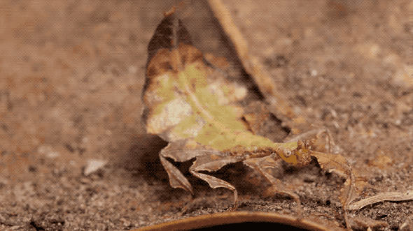 Swaying Nymph Leaf