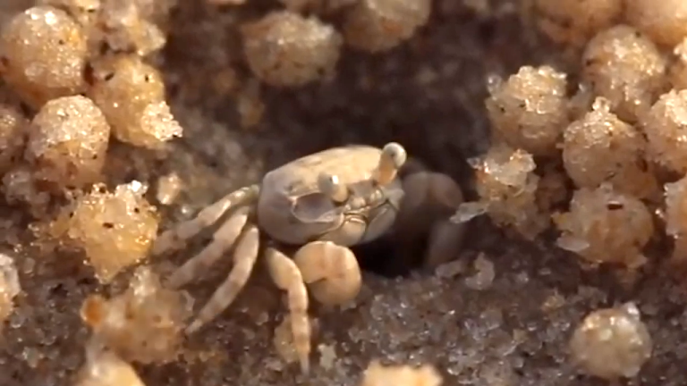 The Sand Bubbler Crab