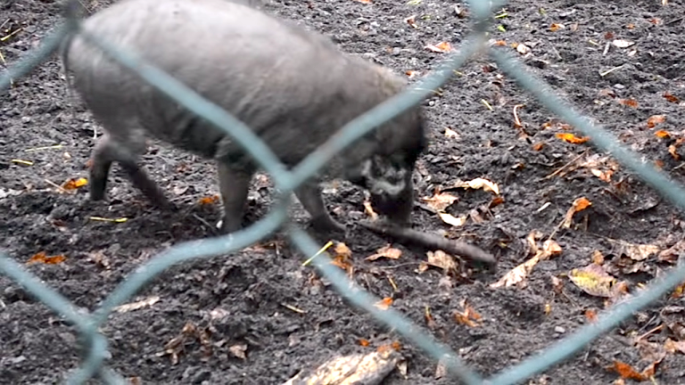 Visayan Warty Pigs Using Tools