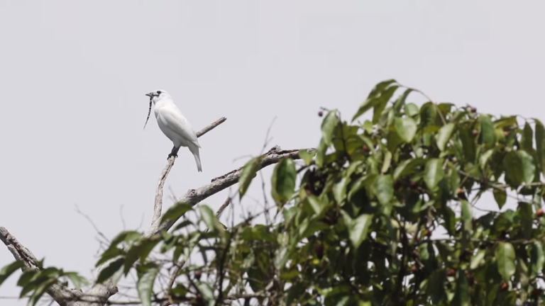 White Bellbird Loudest 125db