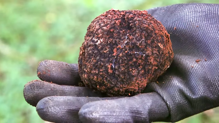 Why Real Truffles Are So Expensive