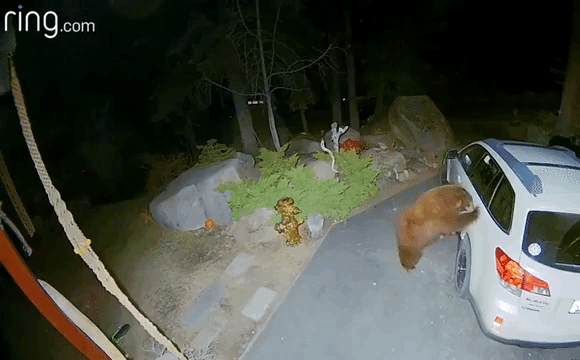 Bear Opens Door to Minivan
