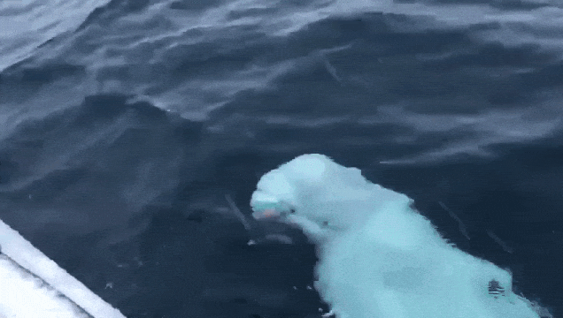 Beluga Whale Fetch