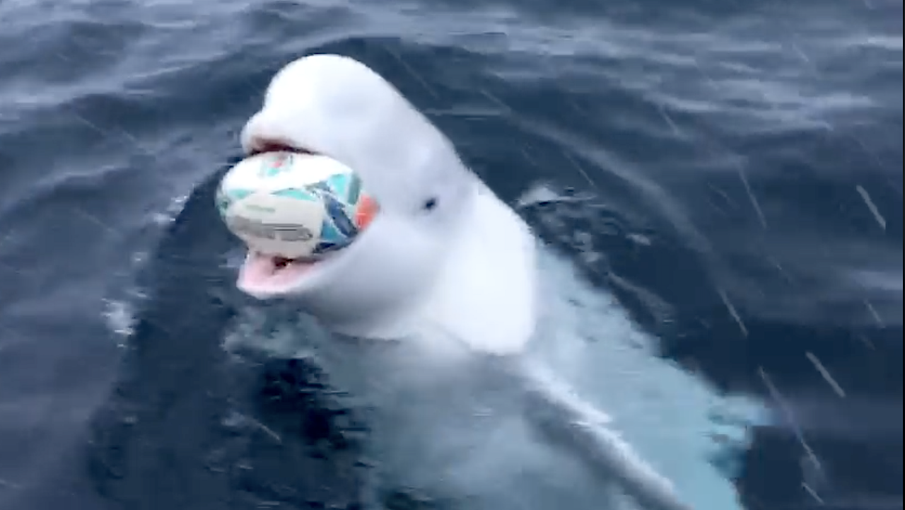 Beluga-Whale-Plays-Fetch.png