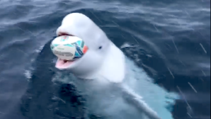 Beluga Whale Plays Fetch
