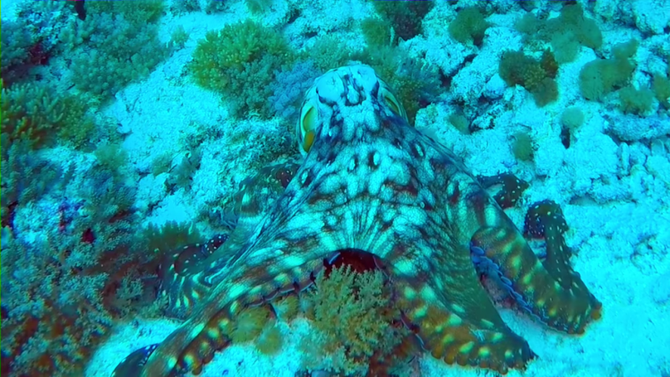 Camouflaging Octopus changes color, texture and shape