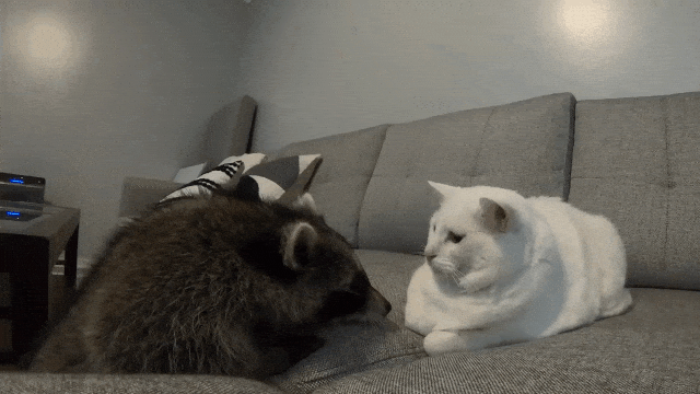 Cheeto Raccoon and Cat