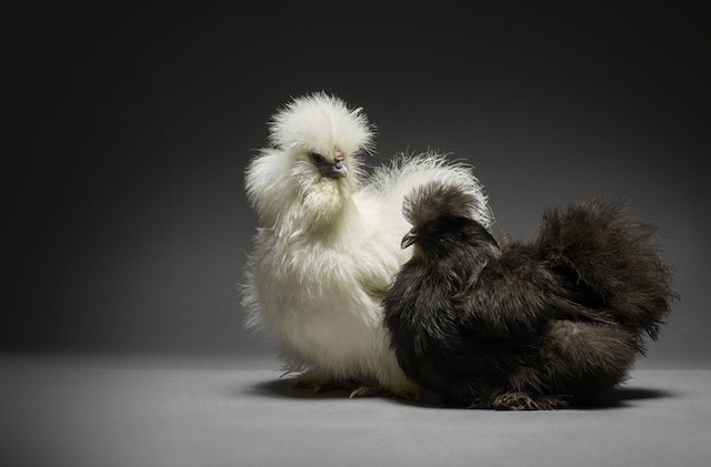 Chicken Couple in Love
