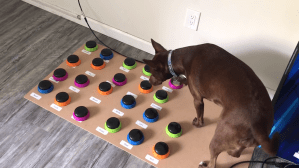 Dog Communicates Using Buttons