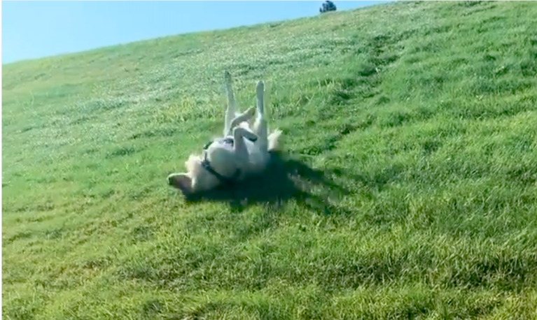 Golden Retriever Gleefully Slides Down Hills Upside Down