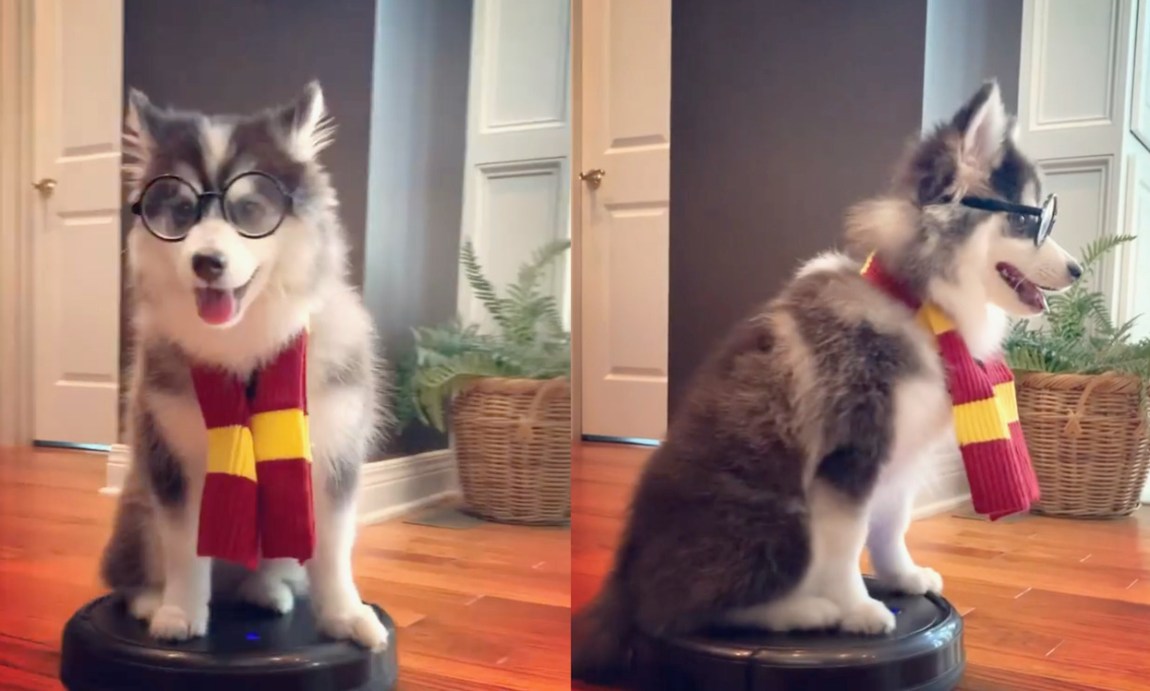 Harry Potter Dog on a Roomba
