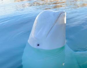 Hvaldimir Beluga Whale
