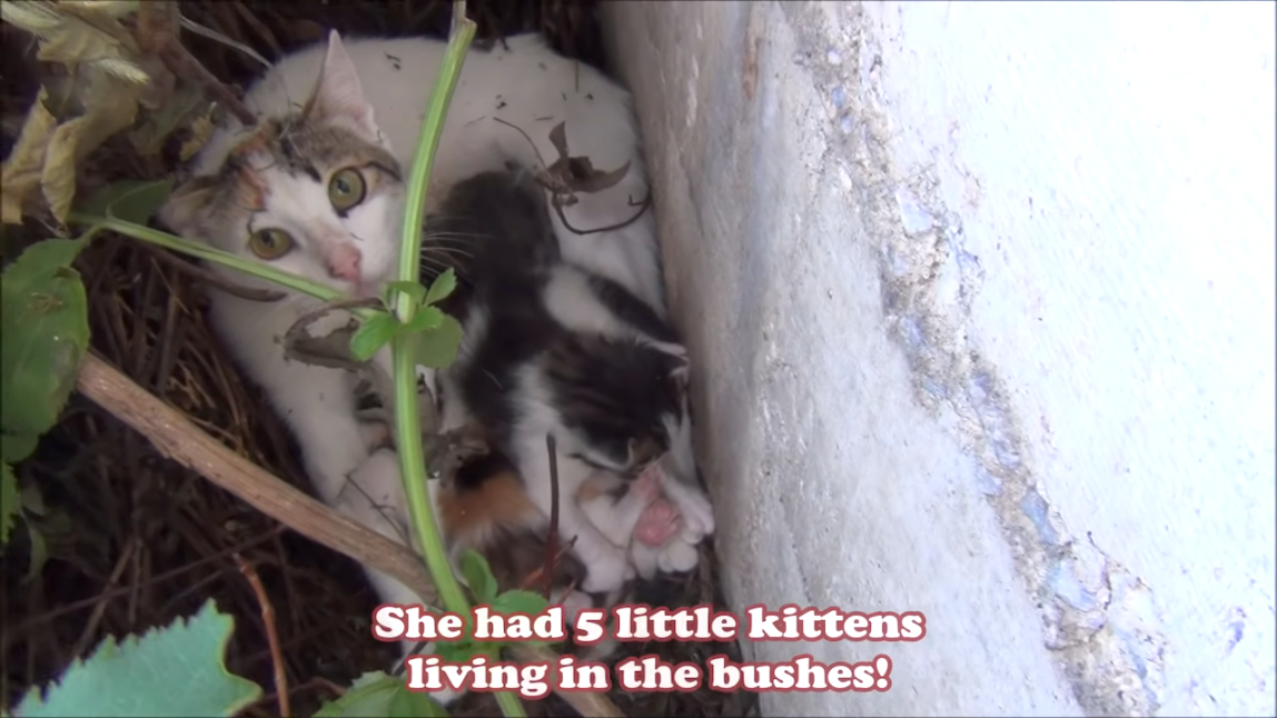Kittens in Bushes