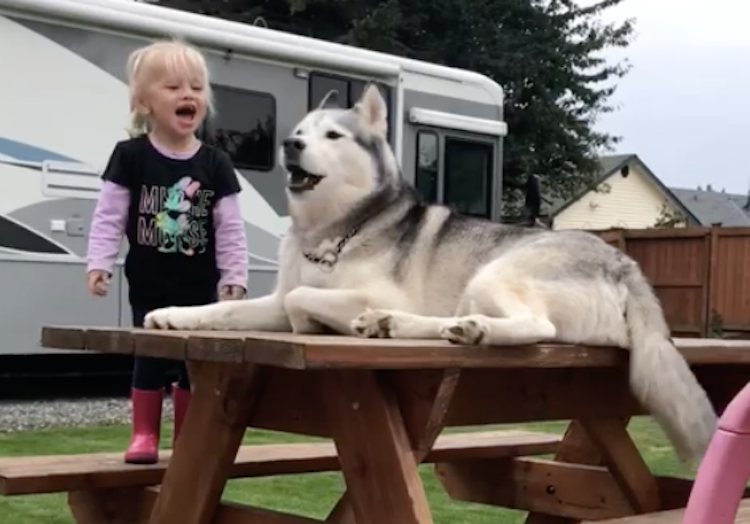 Little Girl and Her Dog Carry on Loud Conversation Together