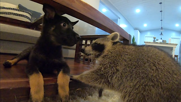 Luna Puppy and Cheeto Raccoon Meet